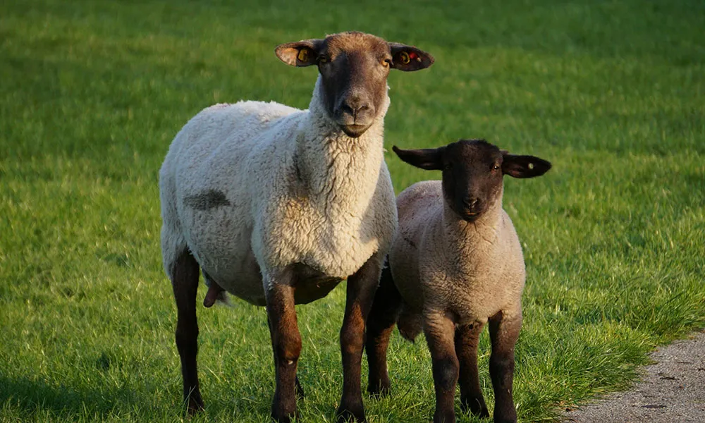 Grass Tetany in Ewes: the Keys to Prevention