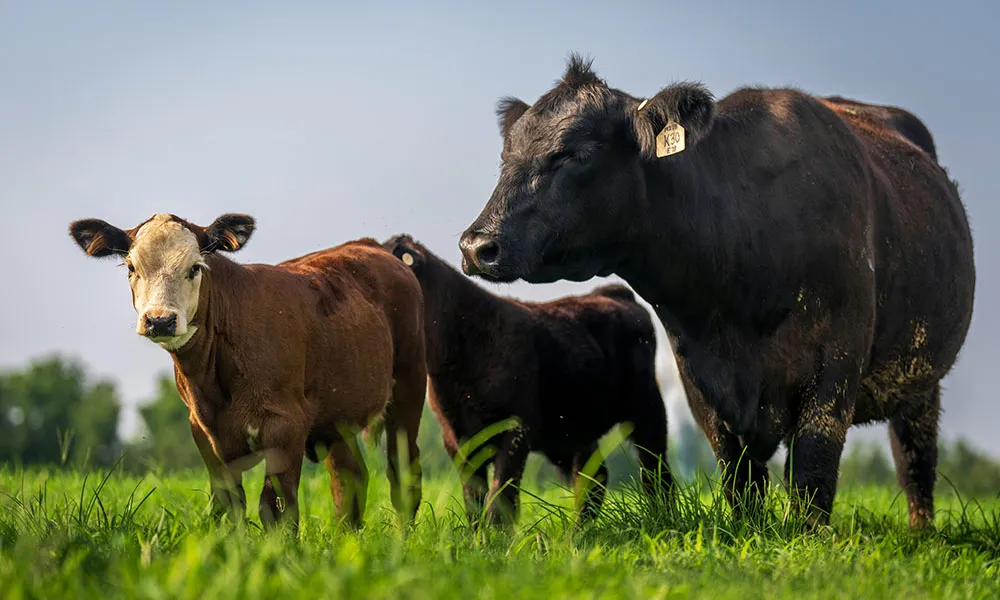 Rotation Planning: the keys to successful spring grazing