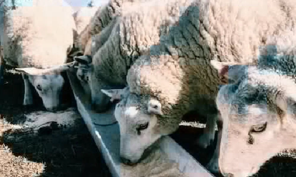 Store Lambs: Some Key Considerations