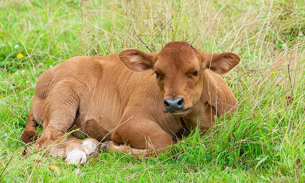 Summer dosing – how to know if your animals need it