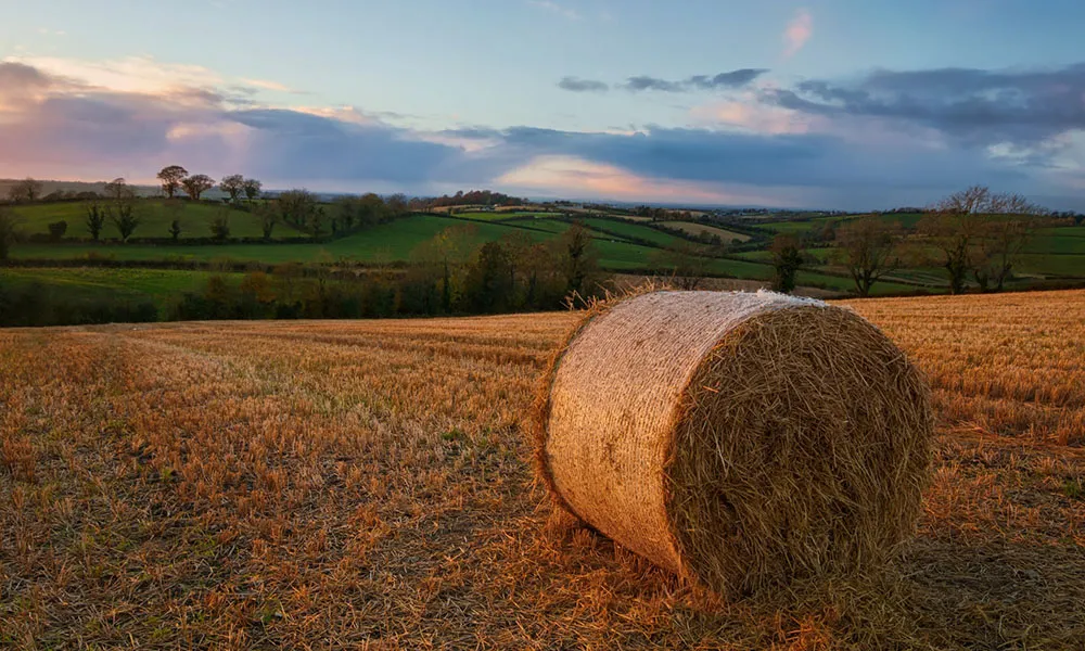 Land Purchase, Transfer and Lease: Tax Reliefs for Farmers