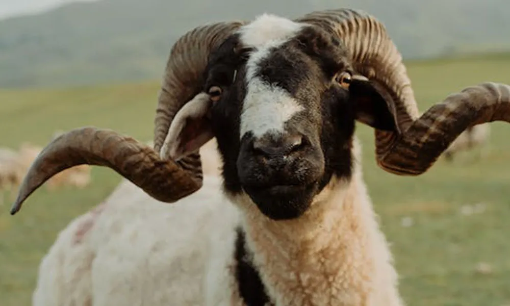 The Ram Effect: How Using A Teaser Ram Can Improve Lambing Season