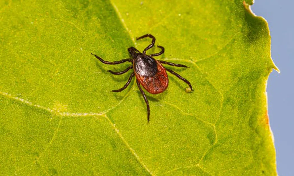 Lyme Disease: Why Farmers Need To Be Vigilant During Summer
