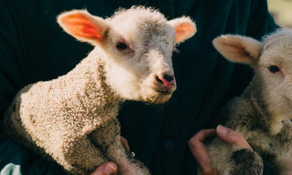5 Top Tips for a Successful Lambing Season