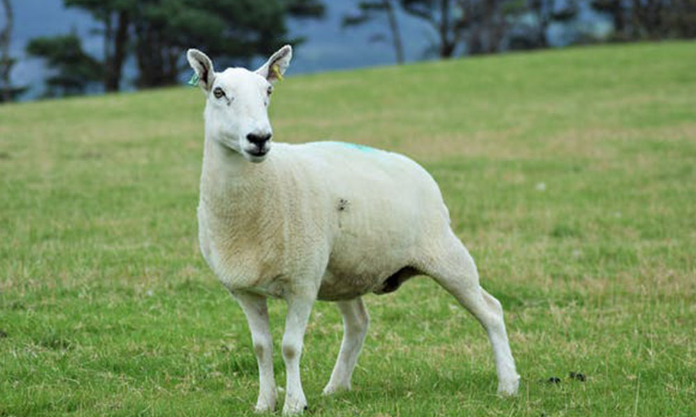 Tupping season: knowing the right sheep breed for your farm