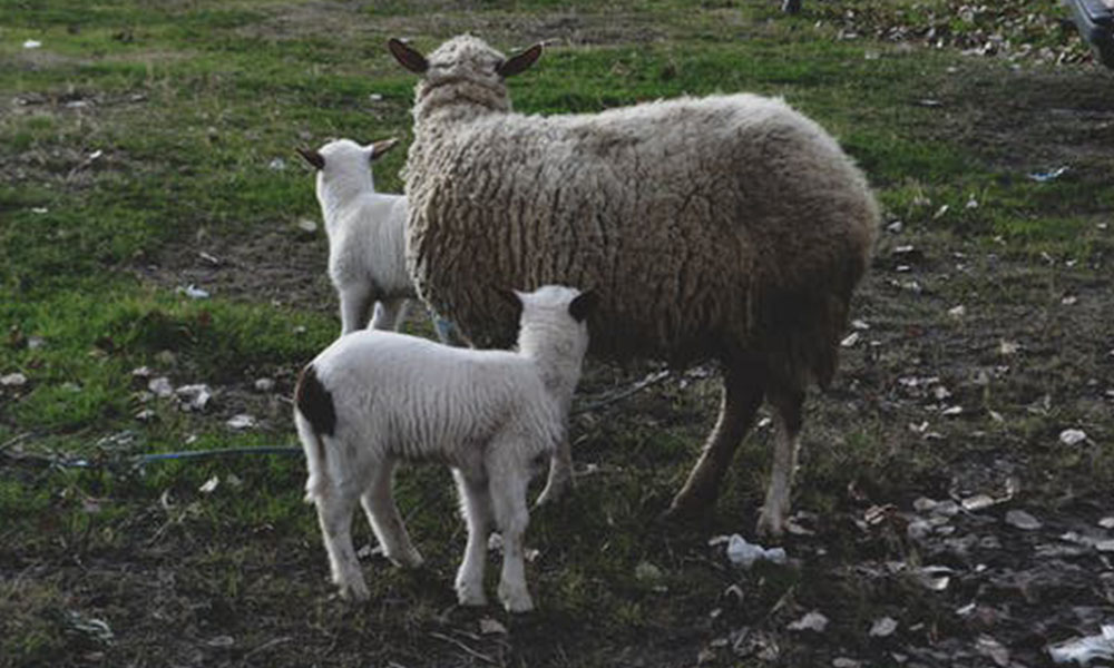 Twin Lamb Disease: Symptoms, Treatment and Prevention