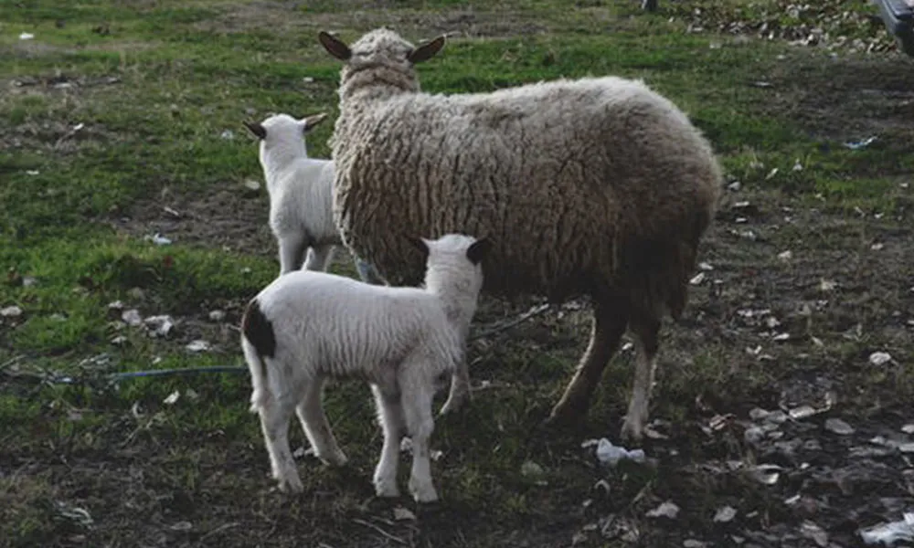 Twin Lamb Disease: Symptoms, Treatment and Prevention