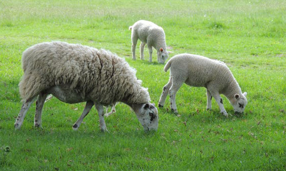 Weaning Lambs: Why the Right Supplement is Key