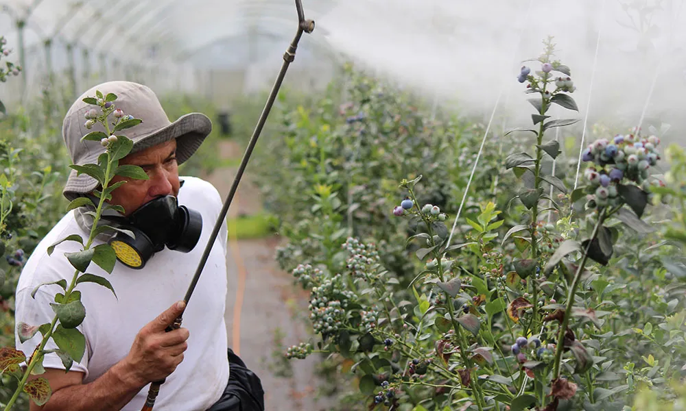 Do You Know the Right Weed Killer for Your Farm?