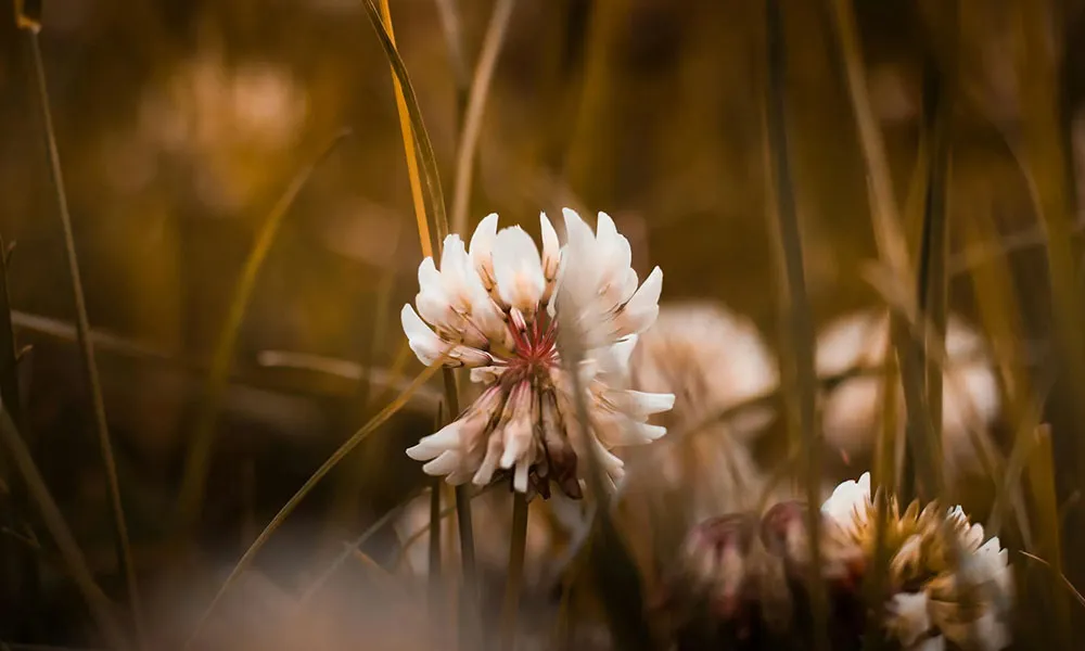 Reseeding or Over-sowing? Top tips for establishing white clover
