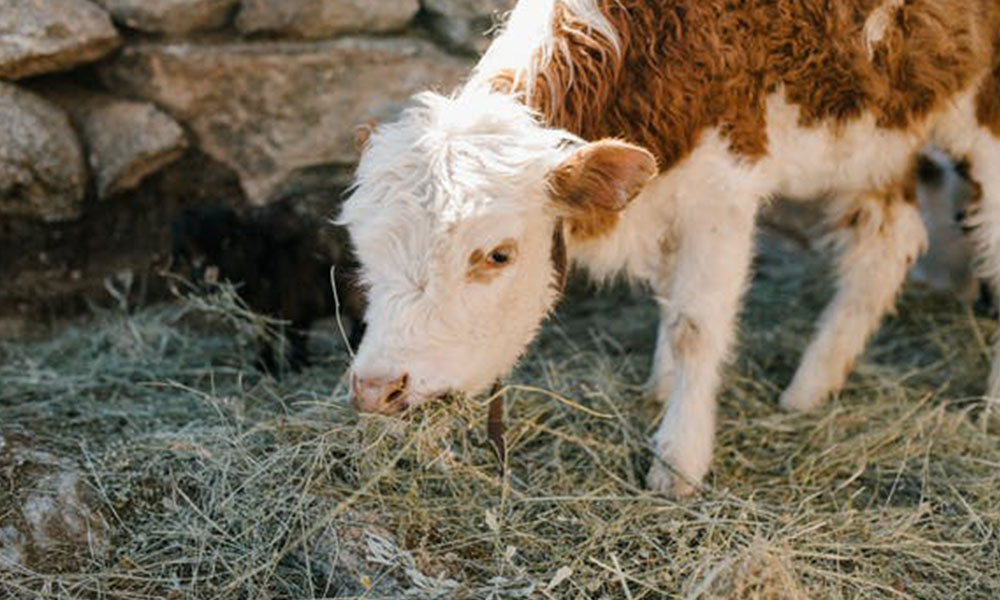 Calving in February: keeping out the cold is key