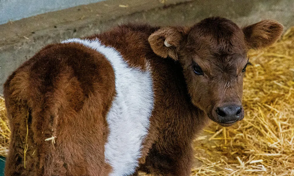 Agridirect’s Guide to Winter Calving
