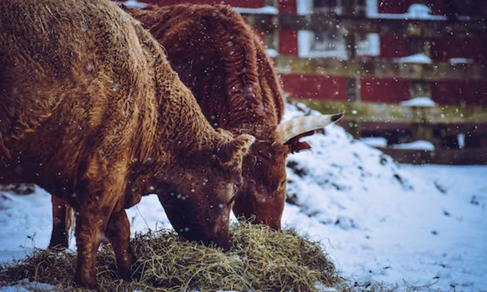 Farm Safety: Are You Winter Ready?
