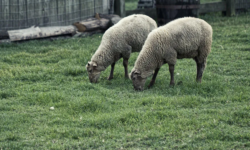 Wintering Sheep: Top Tips for the Months Ahead