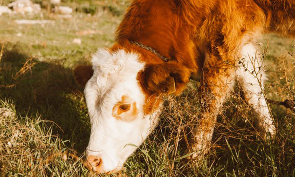 Summer Woes: Managing Gastrointestinal Worms in Cattle