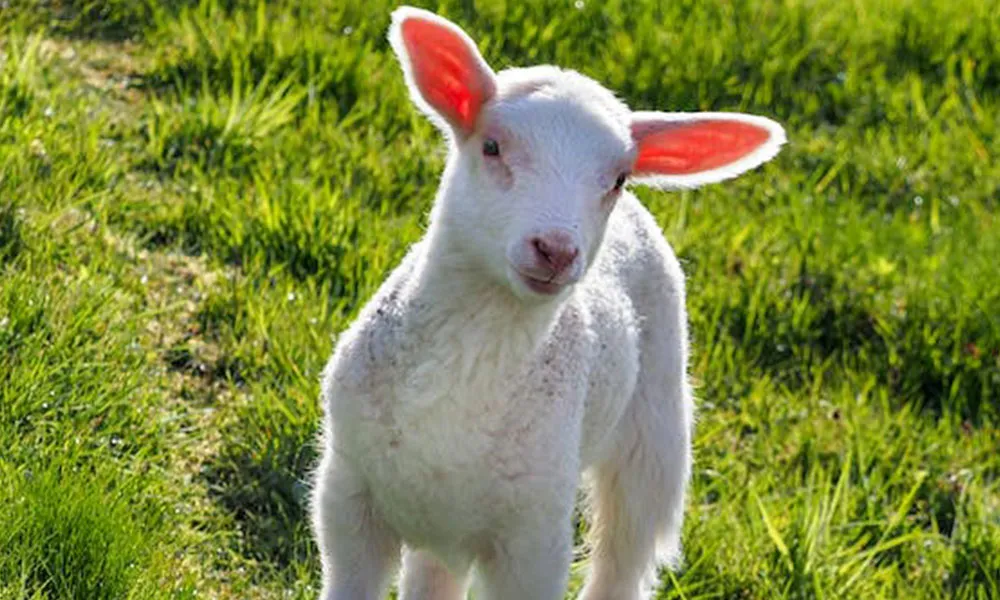 Lambs: change in the weather raises worm risk
