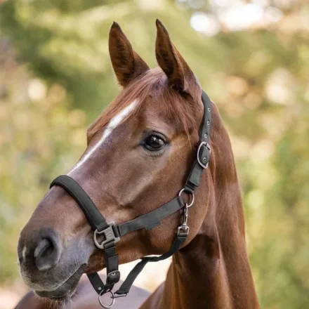 Gloomy Halter - Granite Grey