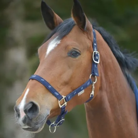 Little Horse Halter - Navy