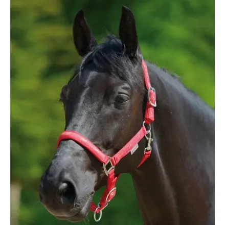 Little Horse Halter - Red